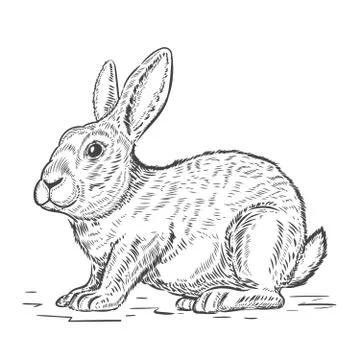 Rabbit illustration isolated on white background. Design element Stock Illustration
