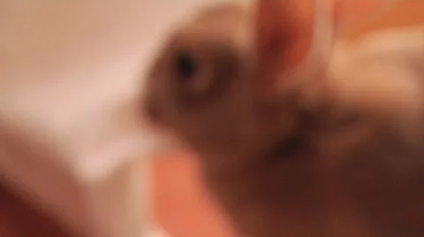 Rabbit inside house Stock Footage 57358858