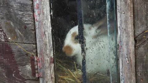 Rabbit inside wooden hutch looking through dirty window close up. Fluffy wh.. Stock Footage 337346833