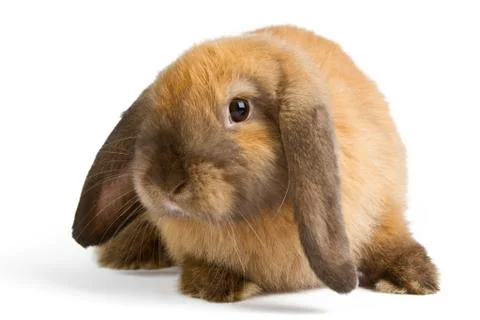 Rabbit isolated on white background Stock Photos