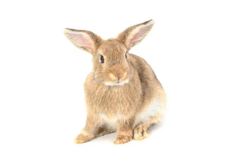 Rabbit isolated on a white background Stock Photos