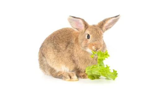 Rabbit isolated on a white background Stock Photos
