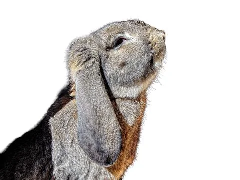 Rabbit isolated on white background Photos