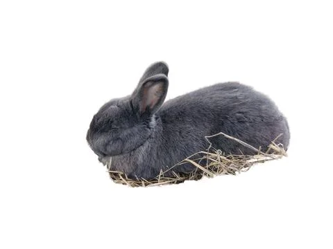 Rabbit isolated on white background Stock Photos