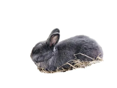 Rabbit isolated on white background 库存照片