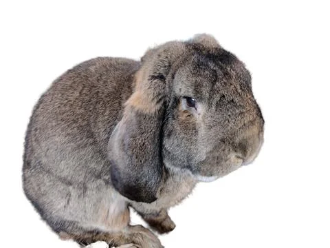Rabbit isolated on white background Photos