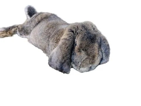 Rabbit isolated on white background 写真素材