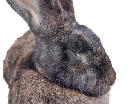 Rabbit isolated on white background 库存照片