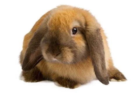 Rabbit isolated on white Stock Photos