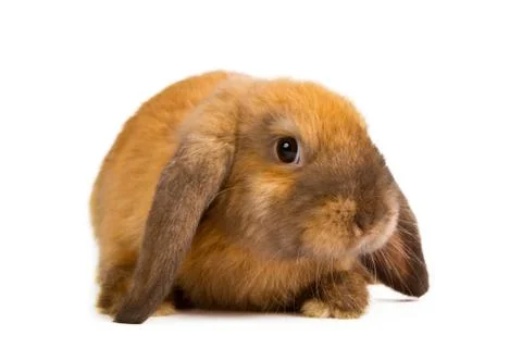 Rabbit isolated on white Stock Photos