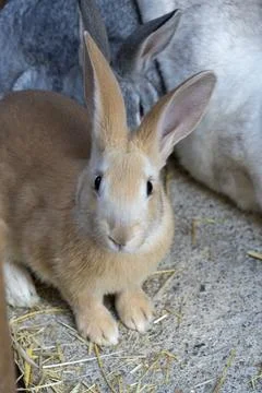 A rabbit with its ears up and looking at the camera Stock Photos