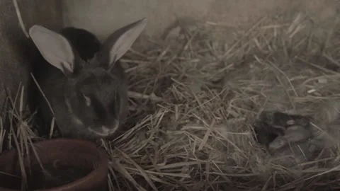 Rabbit in its nest with its baby´s 스톡 동영상 146456872