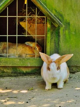 Rabbit Jail Visit Stock Photos