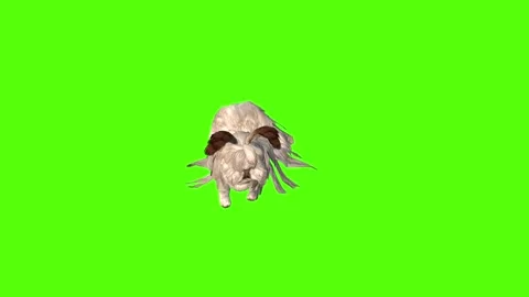 Rabbit Jump Attack Green Screen Animation 4K Rendering Stock Footage 295557926