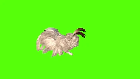 Rabbit Jump Attack  Green Screen Animation 4K Rendering Video stock 295557928