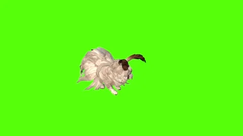 Rabbit Jump Attack Green Screen Animation 4K Rendering Video stock 295558011