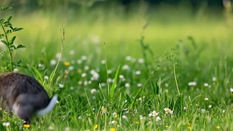 Rabbit jumping in the grass Stock Footage 311216321