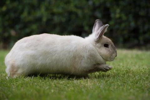 Rabbit jumping on green grass. Home decorative rabbit outdoors. Little bunny, Stock Photos