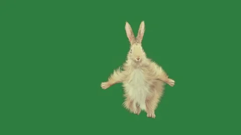 Rabbit jumping on a green screen and is in the air elements cartoonish frame Stock Footage 335697070