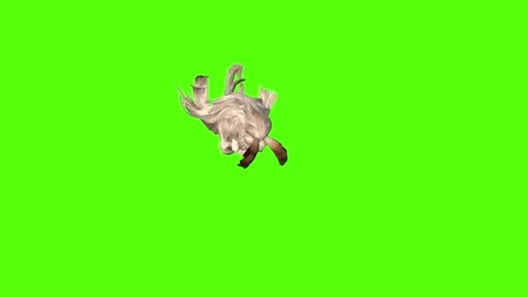Rabbit Jumping Green Screen Animation 4K Rendering Video stock 295557854