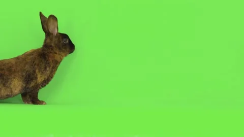 Rabbit is jumping on a green screen. Stock Footage 130851462