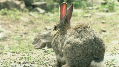 Rabbit jumping on the ground Stock Footage 235280286