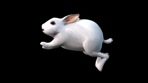 Rabbit Hopping Animatic Stock Videos – Royalty-Free HD & 4K Videos | Pond5