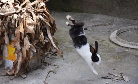 Rabbit jumping Stock Photos