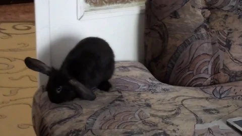The rabbit jumps off the couch Video stock 83249658