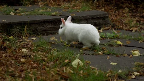 Rabbit jumps on grass Stock Footage 81927528