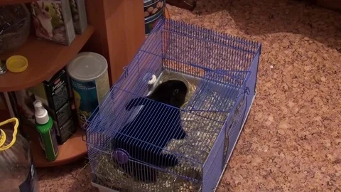 The rabbit jumps out of the cage Stock Footage 83730364