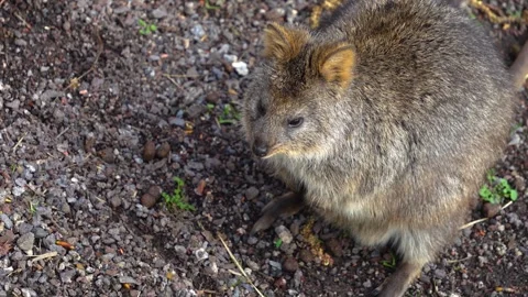 A rabbit kangaroo  Stock Footage 270476251