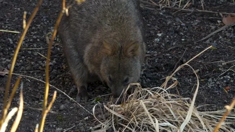 A rabbit kangaroo standing around Stock Footage 263842021