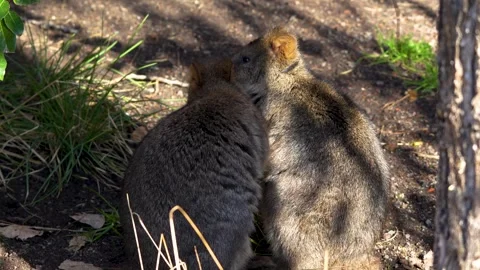 A rabbit kangaroo standing around Stock Footage 263842157