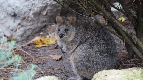 Rabbit Kangaroo standing Stock Footage 256898427
