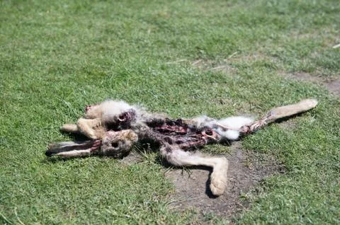 Rabbit killed by an bird of prey Stock Photos
