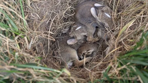 Rabbit Kits Cuddle Stock Footage 99701901