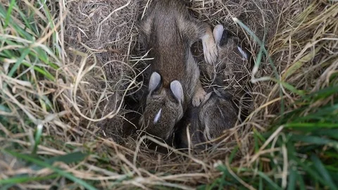 Rabbit Kits Cuddling Stock Footage 99701890