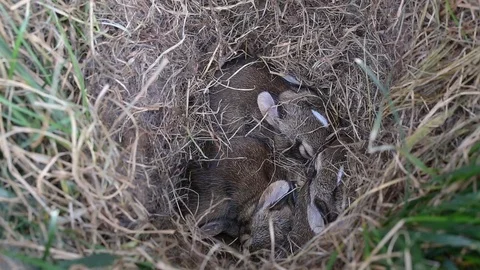 Rabbit Kits sleeping Stock Footage 99701874