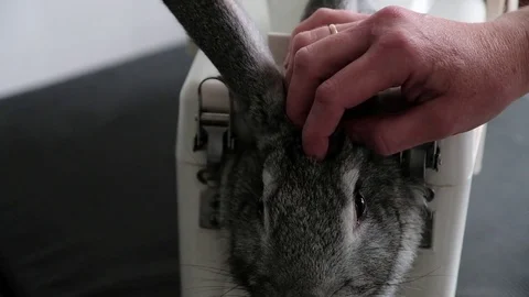 Rabbit in the lab as a research object Stock Footage 78883976
