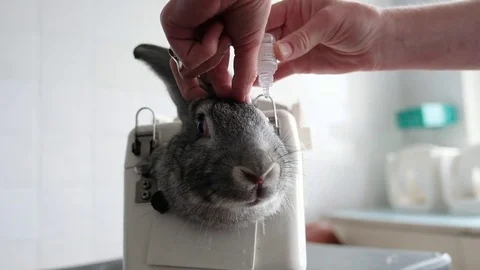Rabbit in the lab as a research object Stock Footage 78883977