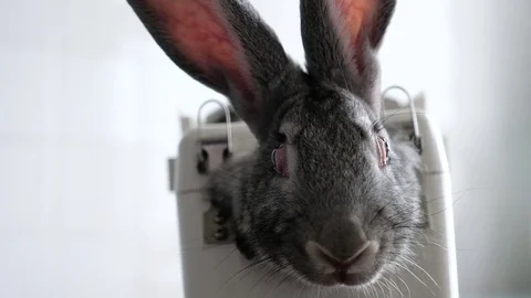 Rabbit in the lab as a research object Stock Footage 78883981