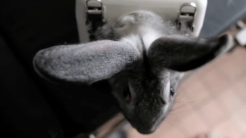 Rabbit in the lab as a research object Stock Footage 78883982