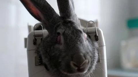 Rabbit in the lab as a research object Stock Footage 78883987