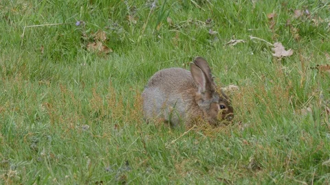 Rabbit Lagomorpha cuniculis brousing in long grass Stock Footage 98912314