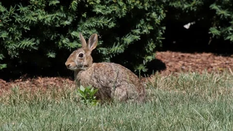 RABBIT ON LAWN, STARING AT CAMERA, SLO-MO Video stock 142388082