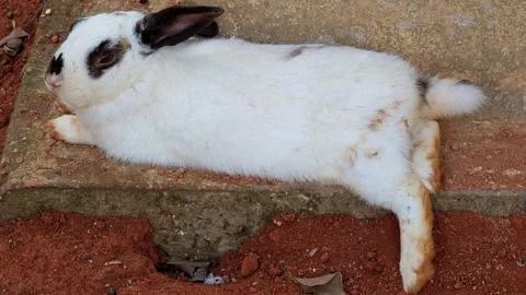 Rabbit lay down on the floor. Stock Footage 309376653