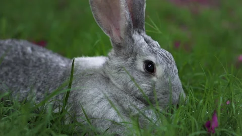 Rabbit laying down and eating green wet grass Stock Footage 227912605
