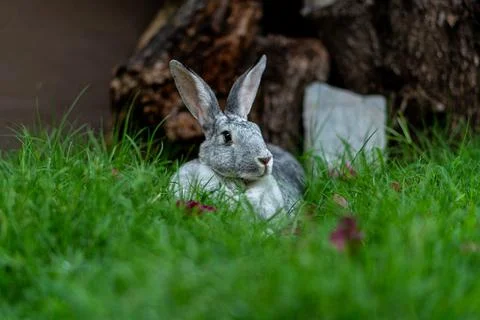 Rabbit laying down in green grass with pink flowers Stock Photos