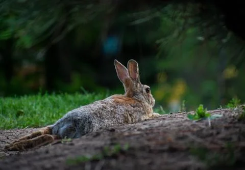 Rabbit laying down Stock Photos